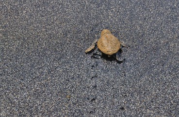 Baby turtles make their way to the ocean after hatching on the islet of Djeu, Cabo Verde