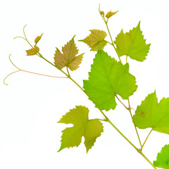 Vine leaves isolated on white background.