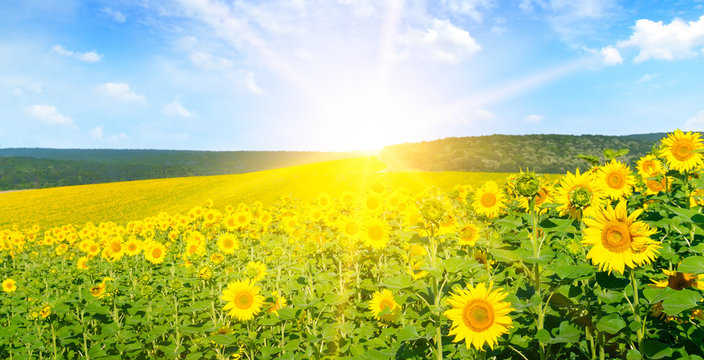 Sunflower with blue sky and beautiful sun. Wide photo .