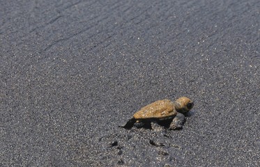 Baby turtles make their way to the ocean after hatching on the islet of Djeu, Cabo Verde