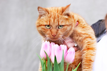 Cat and tulips. Cat and spring. Ginger cat and flowers