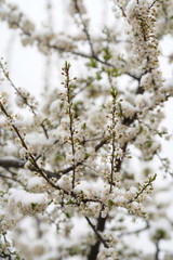 Blooming plum tree, plum tree branch, covered with white flowers and background foliage. The branches and flowers were covered with snow.