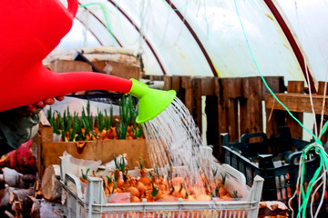 .someone is pouring onions onto greens from a red watering can in a greenhouse