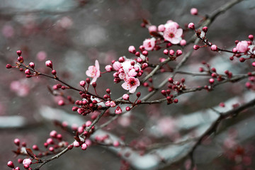 Fototapeta na wymiar blood plum tree spring bloom with pink flowers.
