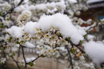 Blooming plum tree, plum tree branch, covered with white flowers and background foliage. The branches and flowers were covered with snow.