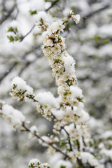 Blooming plum tree, plum tree branch, covered with white flowers and background foliage. The branches and flowers were covered with snow.