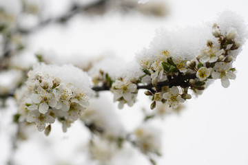 Blooming plum tree, plum tree branch, covered with white flowers and background foliage. The branches and flowers were covered with snow.