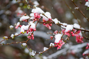 Spring tree blooms with pink flowers in March. The snow covers the flowers.