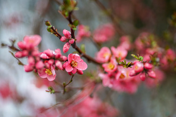 Spring tree blooms with pink flowers in March. The snow covers the flowers.