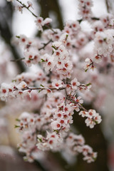 Beautifully blooming cherry tree with pink flowers in March. The snow covers the flowers.