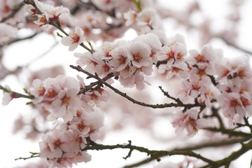 Beautifully blooming cherry tree with pink flowers in March. The snow covers the flowers.