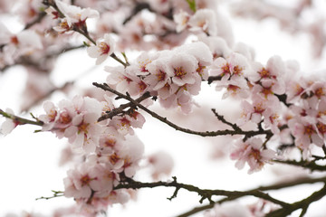 Beautifully blooming cherry tree with pink flowers in March. The snow covers the flowers.