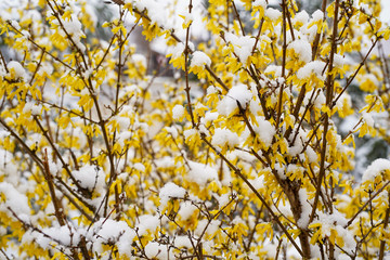 Beautiful spring seasonal characteristic street flower with yellow laburnums in the city park. The snow covers the flowers. Hungary, Europe
