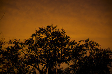 Sunset behind tree