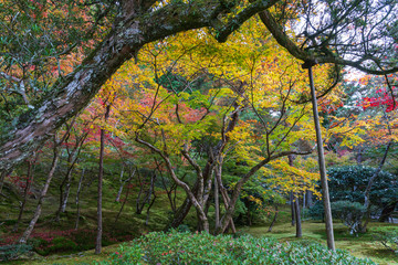 Colorful autumn leaves in the garden