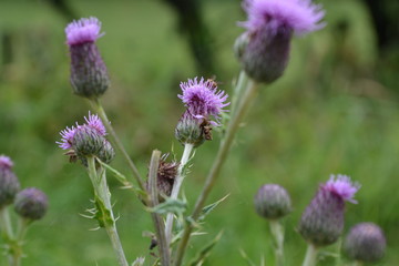 thistle