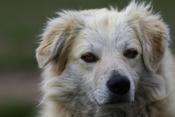 Portrait of a white dog in front