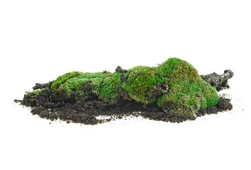 Green moss on soil isolated on a white background. Green moss on rotten branch.