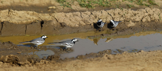Two pairs of Wagtails at a watering hole near a puddle...