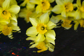 Yellow narcissuses on a black background