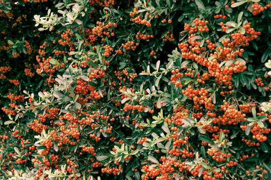 Arbusto de hojas verdes con bayas anaranjadas floreciendo de sus hojas.