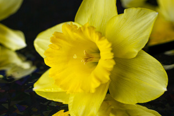 Yellow narcissuses on a black background