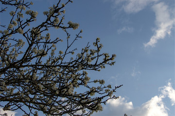 tree in the sky