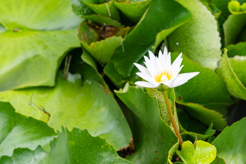 White lotus on the green leaves background