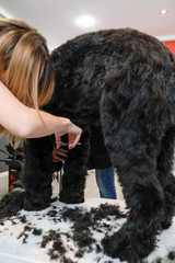 Professional care for a black terrier dog. Grooming the pet in the grooming salon.