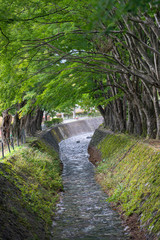 Tunnel of Maple along the river, located in Kawaguchiko, Yamanashi, Japan