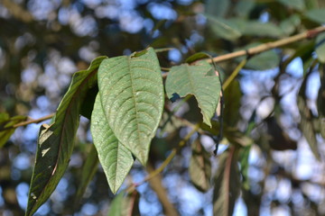 green leaves of a tree