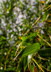 Green Long Leaves