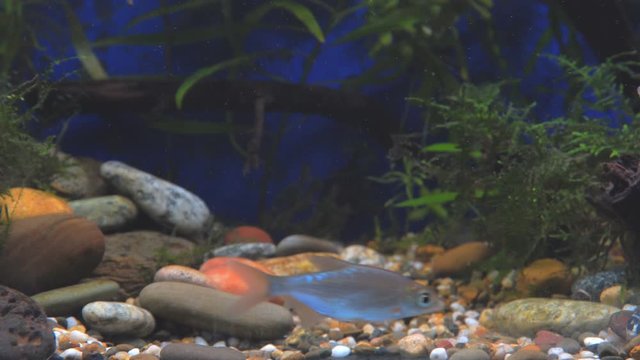 Young bream, carp and minnows swim in the aquarium. Freshwater river fish in an aquarium. Selective focus