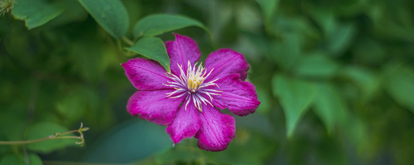 Obraz premium different blooming flowers in the garden, close up