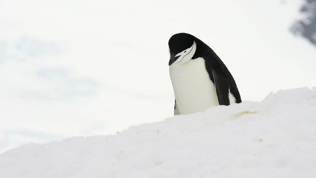 Chinstrap Penguins on the snow