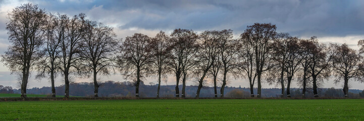 row of trees on a field under a stormy sky
