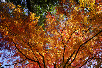 日本楓の紅葉風景