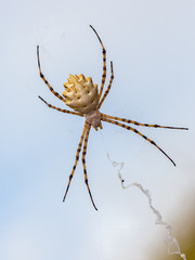 Argiope Lobata. Spider in its natural environment.