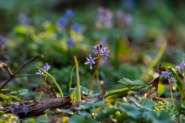 Beautiful wild flowers in the forest