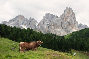 Fototapeta na wymiar cows on pasture 