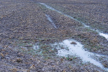 Fototapeta na wymiar Harvested rice hay on flooding field