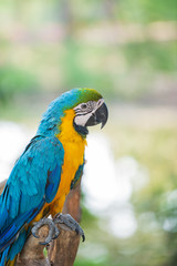 Parrot chained to a tree stump.