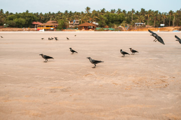Obraz premium Crows on the beach against the background of palm trees