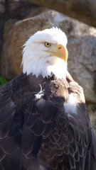 Bald Eagle | Bird of Prey