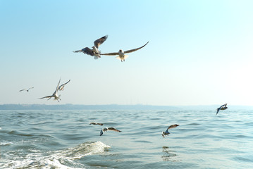 Fototapeta na wymiar Several gulls fly over the water
