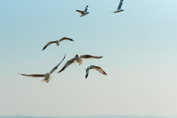Several gulls in flight close up