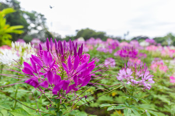 Beautiful flower and sunlight in park