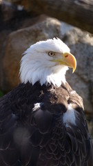 Bald Eagle | Bird of Prey