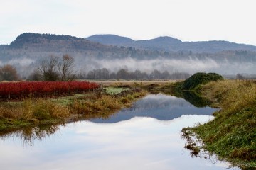 Autumn setting showing blueberry plants, mountains and mist in Abbotsford, British Columbia.