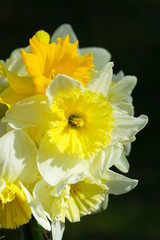 Bouquet of colorful yellow, orange and white daffodil flowers in a vase